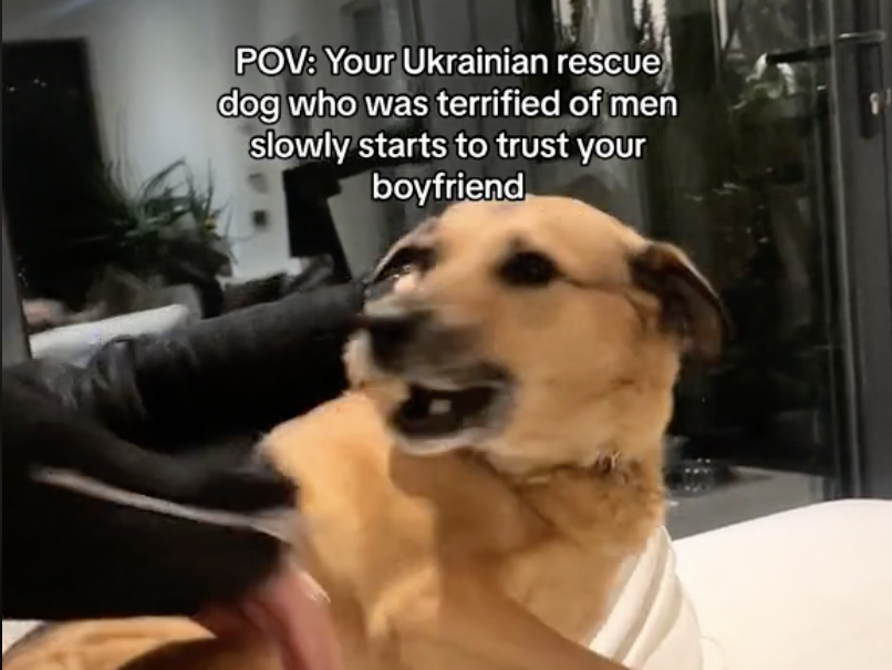 scared dog in a TikTok video